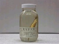 藏品(鷸嘴魚)的圖片